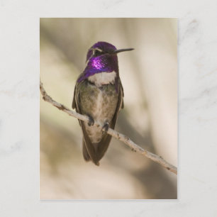 Costa's Hummingbird Briefkaart