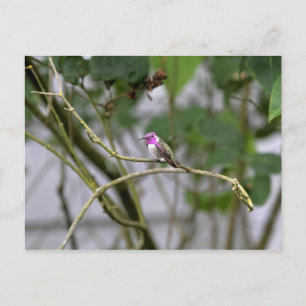 Costa's Hummingbird Briefkaart