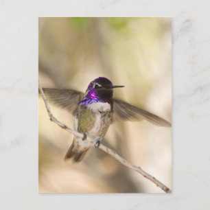 Costa's Hummingbird Briefkaart