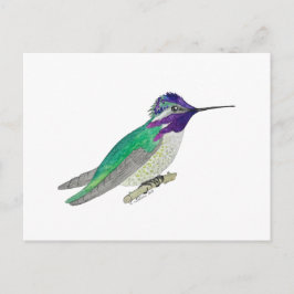 Costa's Hummingbird Briefkaart