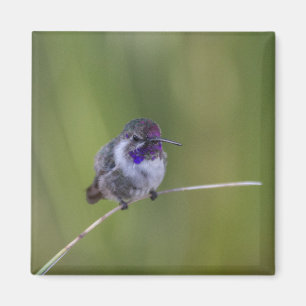 Costa's Hummingbird in augustus licht Magneet