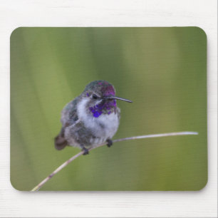 Costa's Hummingbird in augustus licht Muismat