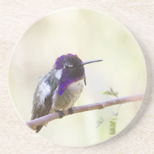 Costa's Hummingbird op een tak Zandsteen Onderzetter