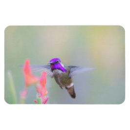 Costa's Hummingbird op nadering Magneet
