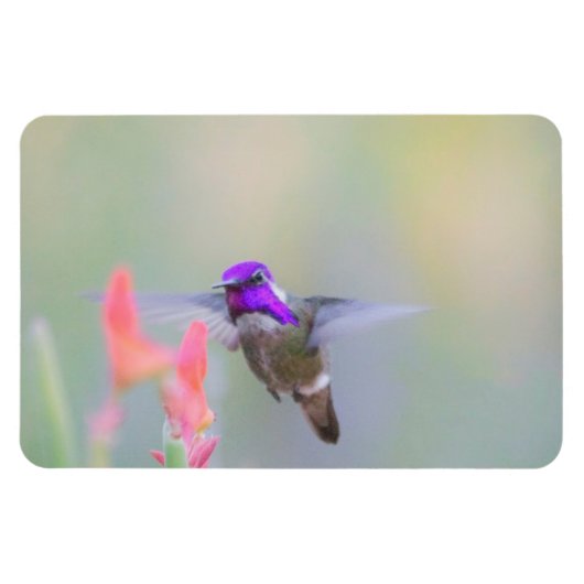 Costa's Hummingbird op nadering Magneet (Horizontaal)