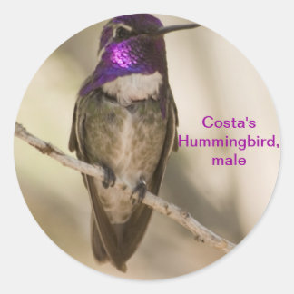 Costa's Hummingbird Ronde Sticker