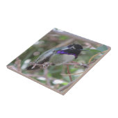 Costa's Hummingbird Tile Tegeltje (Zijkant)