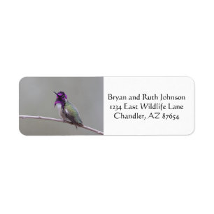 Costa's kolibrie etiket