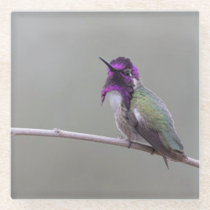 Costa's kolibrie glazen onderzetter