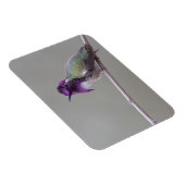 Costa's kolibrie magneet (Rechterzijde)