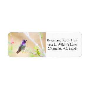 Costa's kolibrie onder de loof etiket