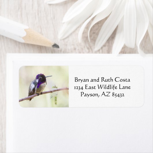 Costa's kolibrie op een tak etiket (Insitu)