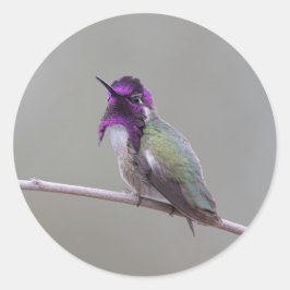 Costa's kolibrie ronde sticker