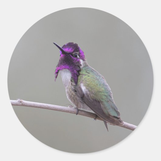 Costa's kolibrie ronde sticker (Voorkant)