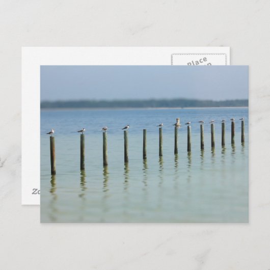 Côte du Golfe - Passons la carte postale (Devant / Derrière)