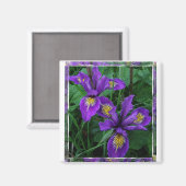 Côte du Pacifique (Douglas) iris - Magnet (Recto/Verso)