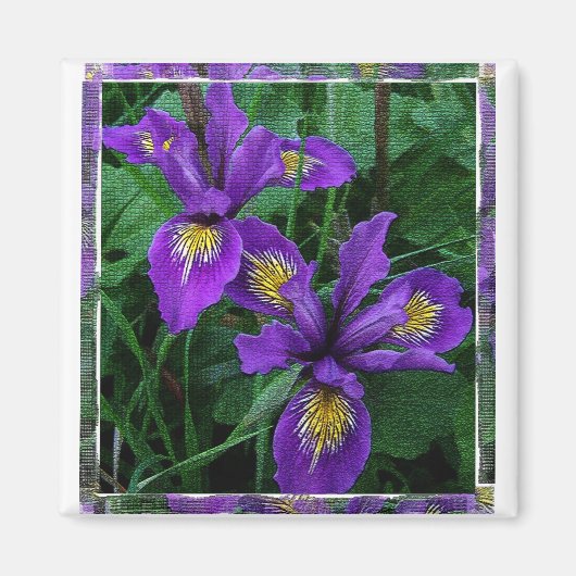 Côte du Pacifique (Douglas) iris - Magnet (Devant)