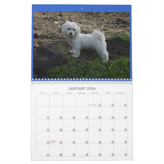 Coton Calendar Kalender (Jan 2026)