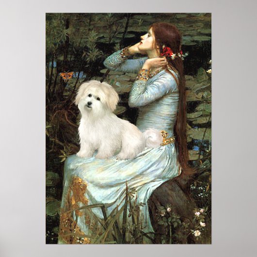Coton de Tulear 7 - Ophelia Zittend Poster (Voorkant)