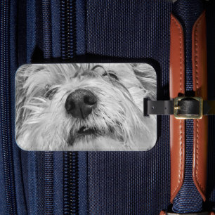 Coton de Tulear dog Bagagelabel