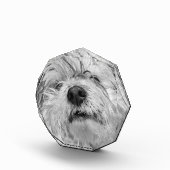 Coton de Tulear dog Fotoblokken (Rechts)