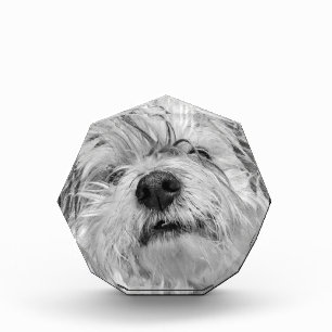 Coton de Tulear dog Fotoblokken