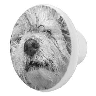 Coton de Tulear dog Keramische Knop