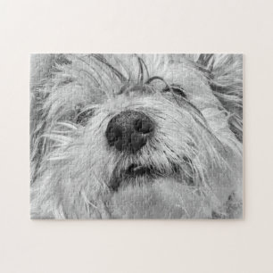 Coton de Tulear dog Legpuzzel