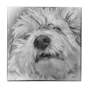 Coton de Tulear dog Tegeltje
