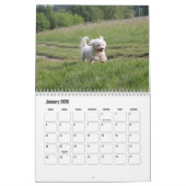 Coton de Tulear hondenkalender Kalender (Jan 2026)