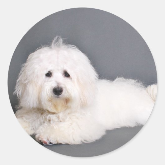 Coton de Tulear - Joci Ronde Sticker (Voorkant)