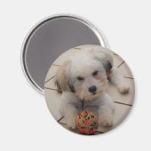 Coton de Tulear Magnet Magneet (Voorkant / Achterkant)