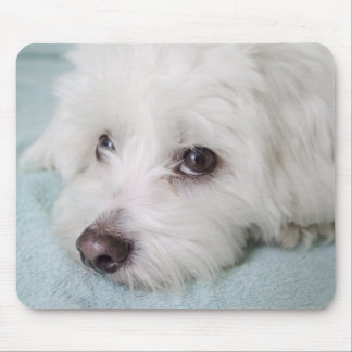Coton de Tulear Puppy Eyes Muismat