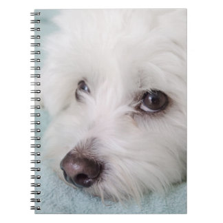 Coton de Tulear Puppy Eyes Notitieboek