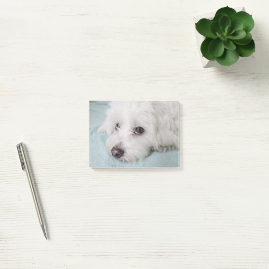 Coton de Tulear Puppy Eyes Post-it® Notes (Kantoor)