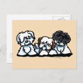 Coton De Tulear Trio Briefkaart (Voorkant / Achterkant)