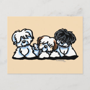 Coton De Tulear Trio Briefkaart