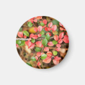 Cotoneaster horizontale magneet (Voorkant)