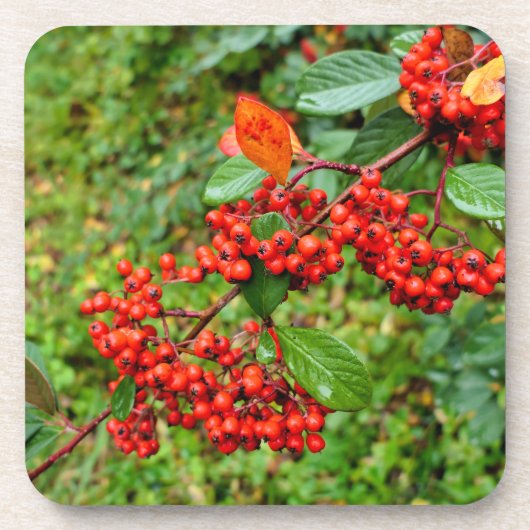 Cotoneaster lacteus bier onderzetter (Voorkant)