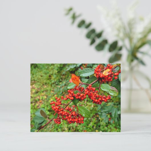 Cotoneaster lacteus briefkaart (Staand voorkant)