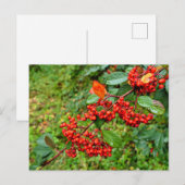 Cotoneaster lacteus briefkaart (Voorkant / Achterkant)