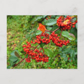 Cotoneaster lacteus briefkaart (Voorkant)