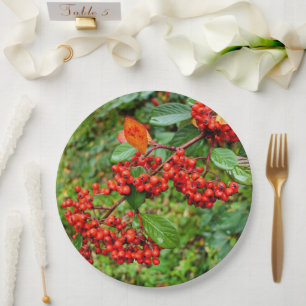 Cotoneaster lacteus Papier Bord