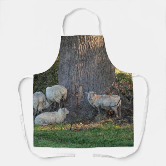 Cotswold Sheep Schort (Voorkant)