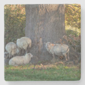 Cotswold Sheep Stenen Onderzetter (Voorkant)