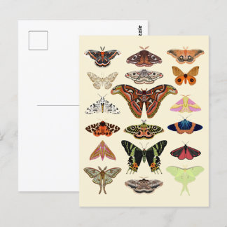 Cottagecore Moths Briefkaart