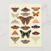 Cottagecore Moths Briefkaart (Voorkant)