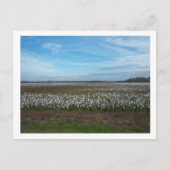 Cotton Field Florida Briefkaart (Voorkant)
