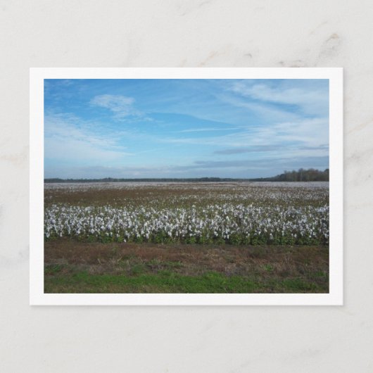 Cotton Field Florida Briefkaart (Voorkant)