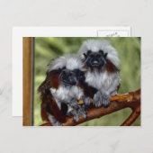 Cotton Top Tamarin Briefkaart (Voorkant / Achterkant)